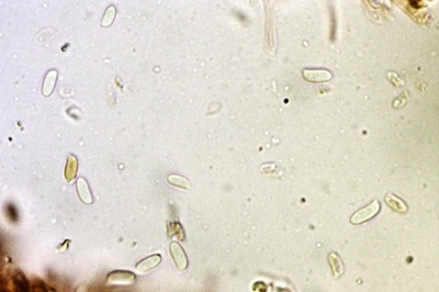 pleurotus-ostreatus6