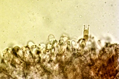 pleurotus-ostreatus7