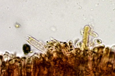 pleurotus-ostreatus8