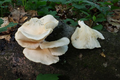 pleurotus-pulmonarius4