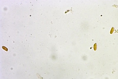 pleurotus-pulmonarius6