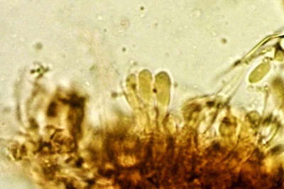 pleurotus-pulmonarius8