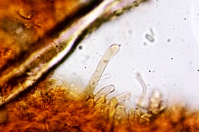 pleurotus-pulmonarius9