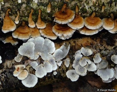 Plicaturopsis crispa