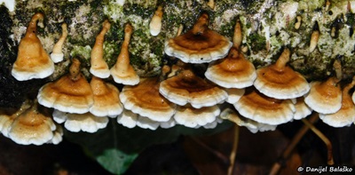 plicaturopsis-crispa1