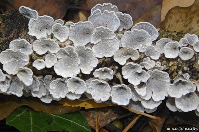 plicaturopsis-crispa2