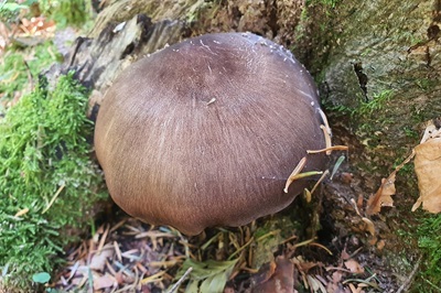 Pluteus atromarginatus
