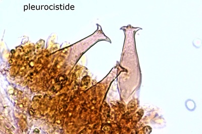 pluteus-cervinus10
