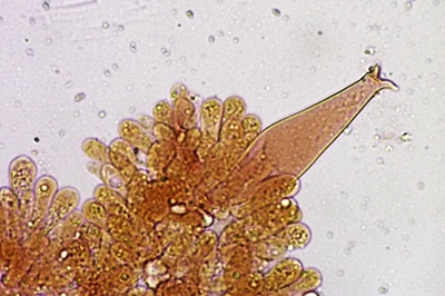 pluteus-petasatus10