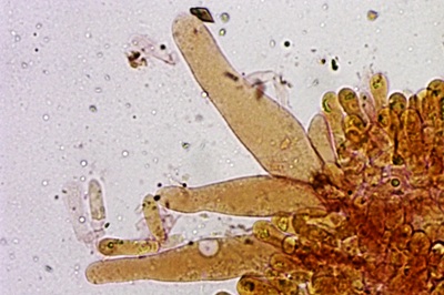pluteus-petasatus12