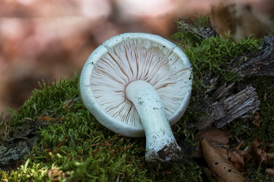 pluteus-petasatus3