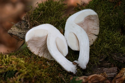pluteus-petasatus4