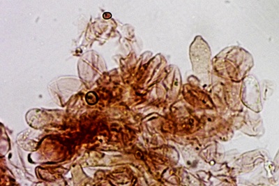 pluteus-variabilicolor11