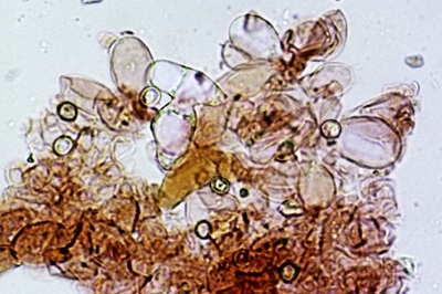pluteus-variabilicolor12