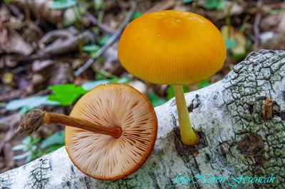 pluteus-variabilicolor4