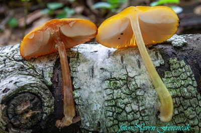 pluteus-variabilicolor5