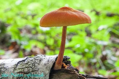 pluteus-variabilicolor6