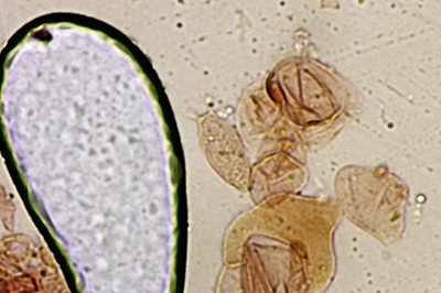 pluteus-variabilicolor8