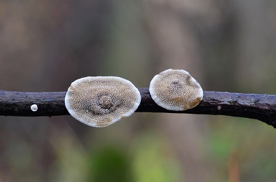 Podofomes stereoides