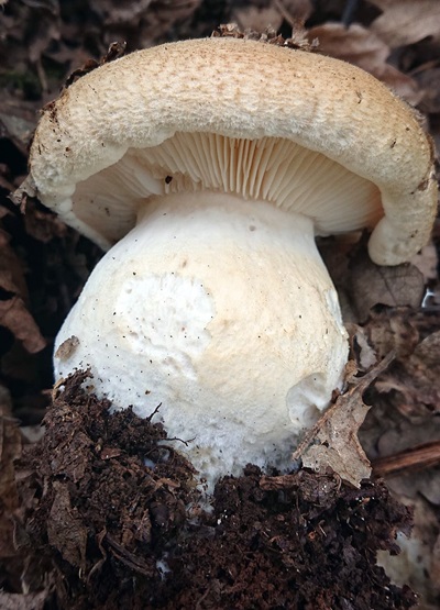 Pogonoloma macrorhizum