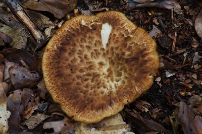 polyporus-tuberaster1