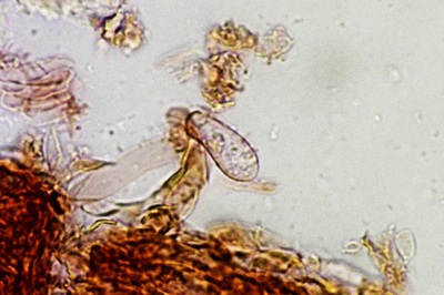 polyporus-tuberaster11