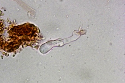 polyporus-tuberaster12