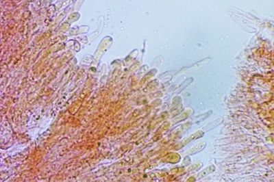 polyporus-umbellatus8