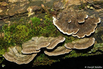 Porostereum spadiceum
