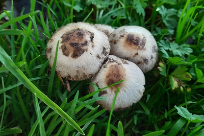 Psathyrella caput-medusae