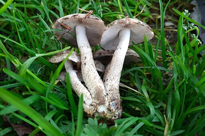 psathyrella-caput-medusae1