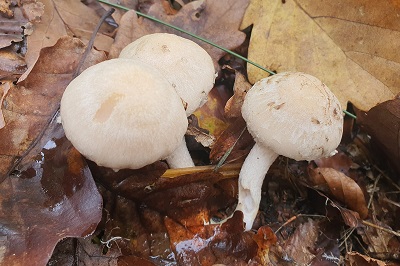 Psathyrella cotonea