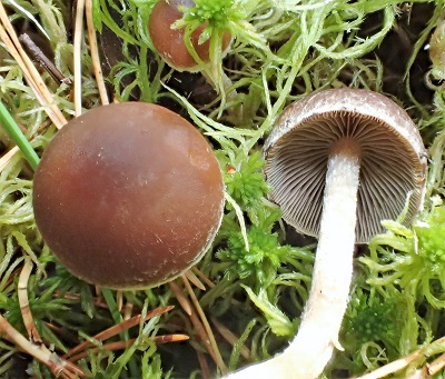 Psathyrella obtusata