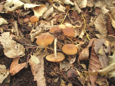 Psathyrella piluliformis