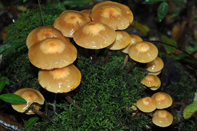psathyrella-piluliformis1