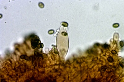 psathyrella-piluliformis10