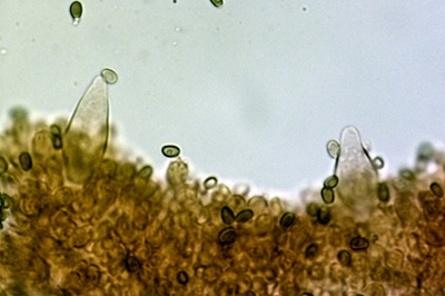 psathyrella-piluliformis11