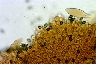 psathyrella-piluliformis12
