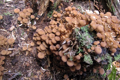 psathyrella-piluliformis2