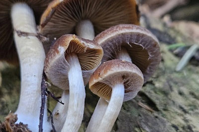 psathyrella-piluliformis3