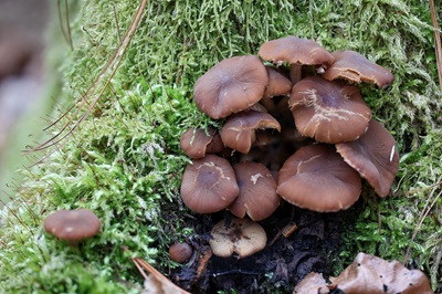 psathyrella-piluliformis4