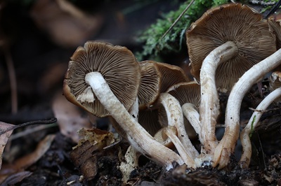 psathyrella-piluliformis5