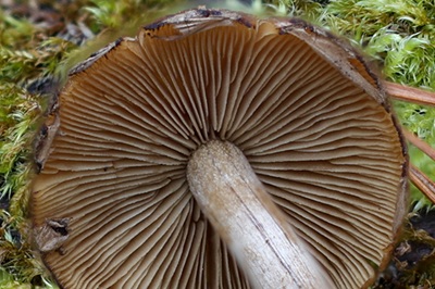 psathyrella-piluliformis6