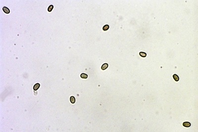 psathyrella-piluliformis7
