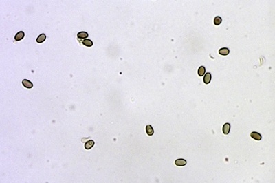 psathyrella-piluliformis8