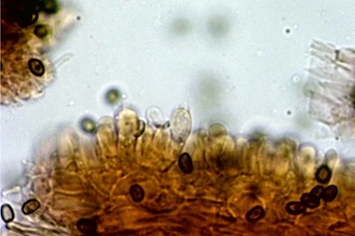 psathyrella-piluliformis9
