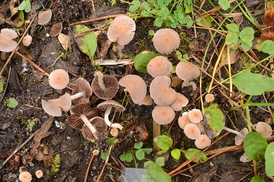 Psathyrella pygmaea