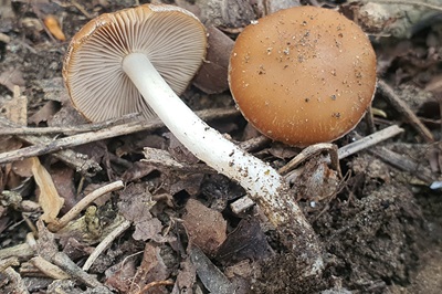 Psathyrella spadiceogrisea