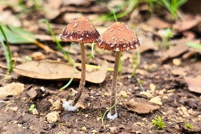 psathyrella-vinosofulva2