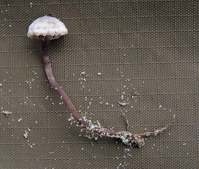 Pseudobaeospora argentea